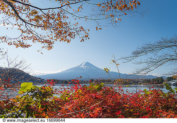 Autumn leaves in lake Kawaguchi with Fuji mountain view