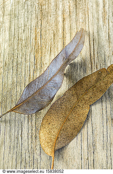 Autumn leaves lying on a wooden board.