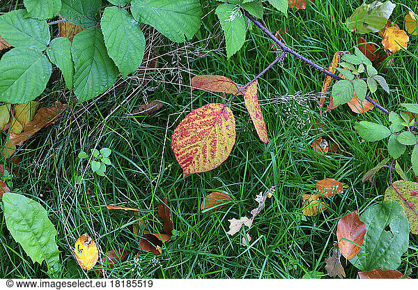 Autumn leaves lying on grassy forest floor