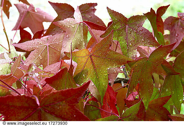 Autumn leaves of American sweetgum (Liquidambar styraciflua) covered in raindrops