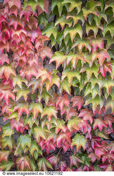 Autumn leaves of Virginia creeper