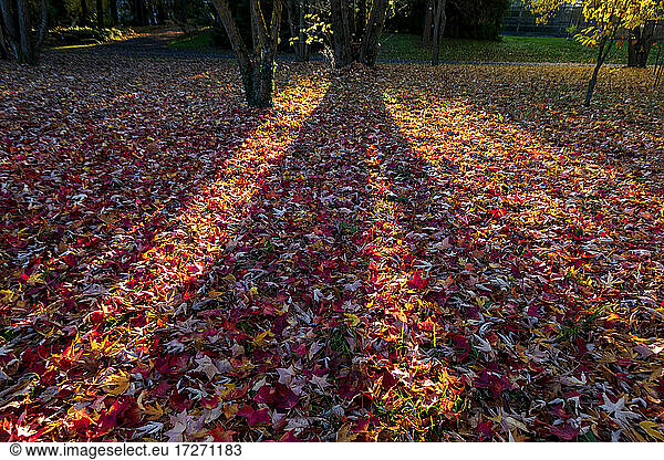 Autumn leaves on ground at sunset