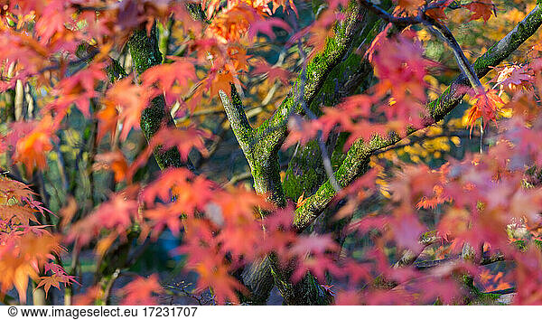 Autumn leaves on maple trees  England  United Kingdom