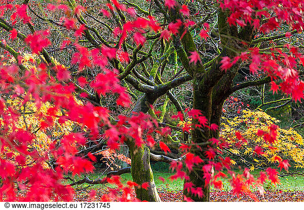 Autumn leaves on maple trees  England  United Kingdom