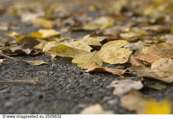 Autumn leaves on road  close-up