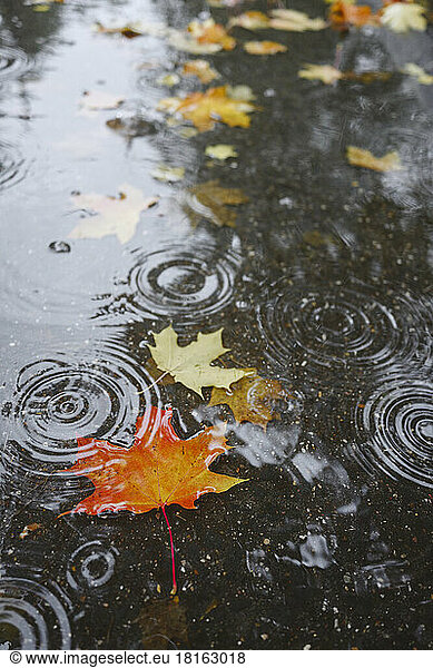 Autumn leaves on water with droplets