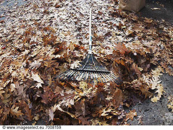 Autumn Leaves  Rake and Yard Waste Bag