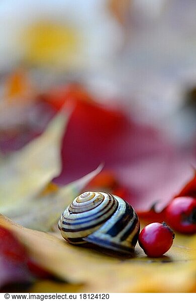 Autumn leaves with snail shell