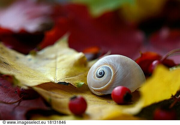 Autumn leaves with snail shell