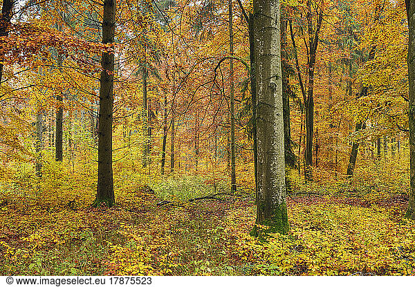 Autumn painted forest in Swabian Alps