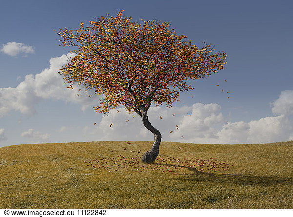 Autumn tree growing in rural landscape
