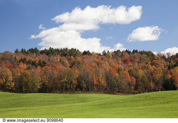 Autumn trees  Adirondacks  New York  United States
