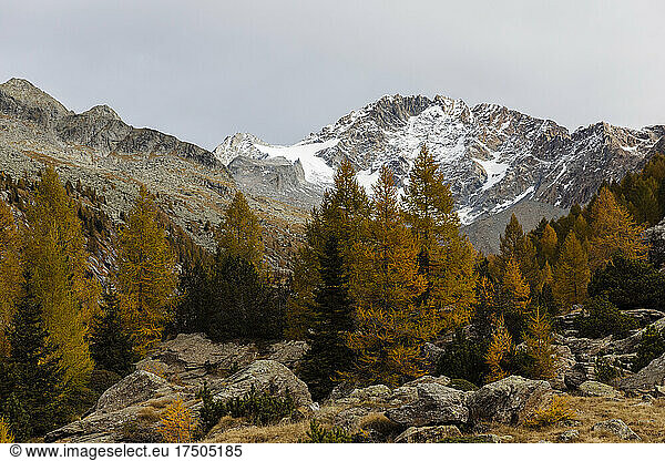 Autumn trees and mountains at Rhaetian Alps  Italy