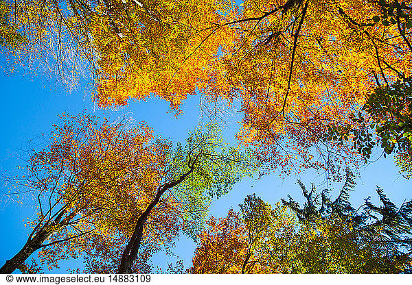 Autumn treetops and canopy against blue sky  low angle view