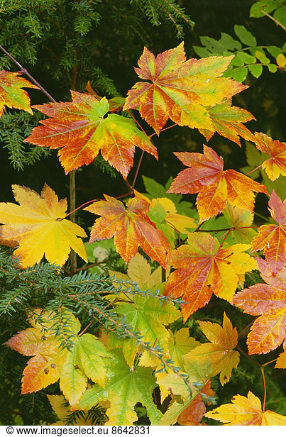 Autumn vine maple leaves  turning from green through gold to red in the autumn.