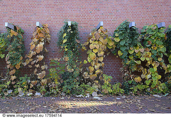Autumn vines hanging along brick wall
