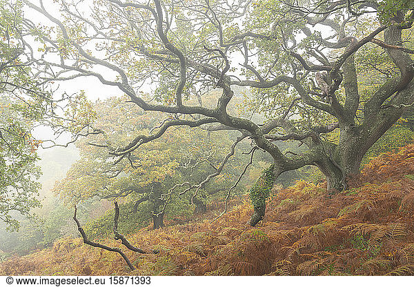 Autumnal deciduous woodland in Dartmoor National Park  Devon  England  United Kingdom  Europe