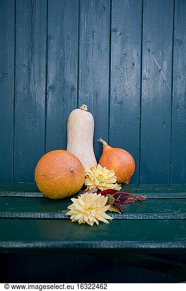 Autumnal decoration  Dahlia and ornamental pumpkins  blue wooden wall