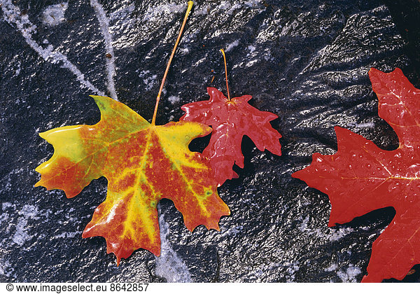 Autumnal foliage. Three maple leaves in orange and red  laid on a black rock background.