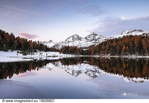 Autumnal larches with snow-covered mountain peaks are reflected in Lake Staz  Lej da Staz  St. Moritz  Engadin  Grisons  Switzerland  Europe