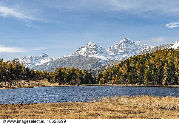 Autumnal larches with snow-covered mountain peaks on Lake Staz  Lej da Staz  St. Moritz  Engadin  Grisons  Switzerland  Europe