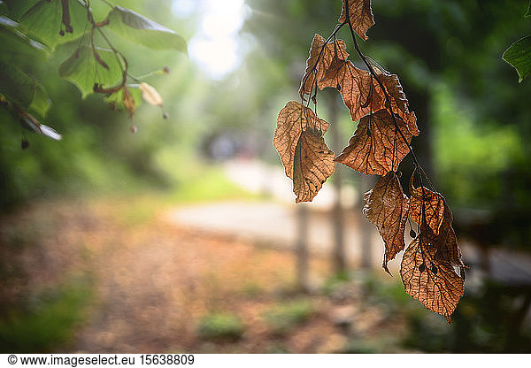 Autumnal leaves in backlight