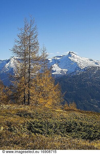 Autumnal mountain landscape with larches  behind the wolf thorn  Tyrol  Austria  Europe
