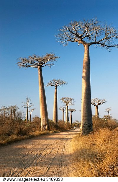 Avenida de los baobabs  Baobab Adansonia Digitata  Morondava  Toliara  Madagascar