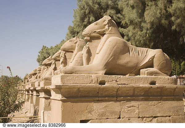 Avenue des Rams zum Tempel Bezirk  Karnak  in der Nähe von Luxor  Theben  UNESCO World Heritage Site  Ägypten  Nordafrika  Afrika