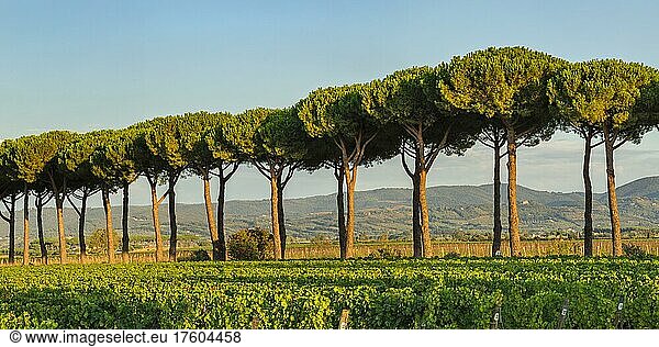 Avenue of maritime pine trees near Bolgheri  Maremma  Province of Livorno  Tuscany  Italy  Europe