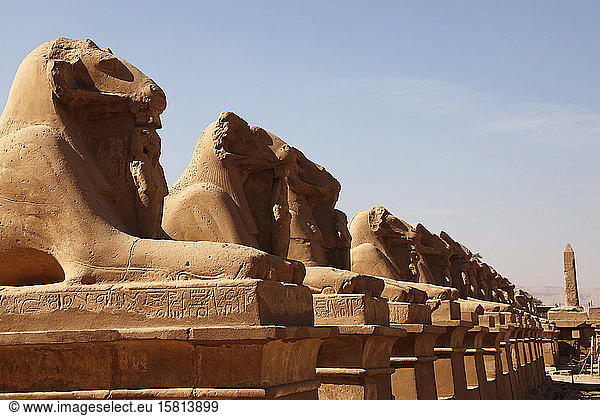 Avenue of Sphinxes  Karnak Temple  UNESCO World Heritage Site  Luxor  Thebes  Egypt  North Africa  Africa