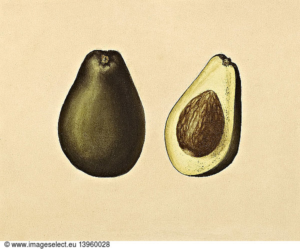 Avocado  19th Century