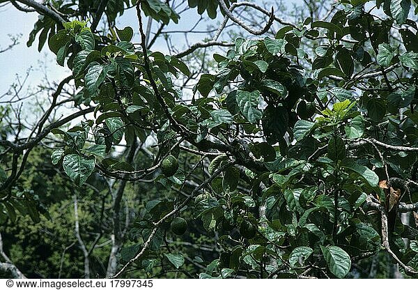 Avocadobaum (Persea americana) mit Früchten