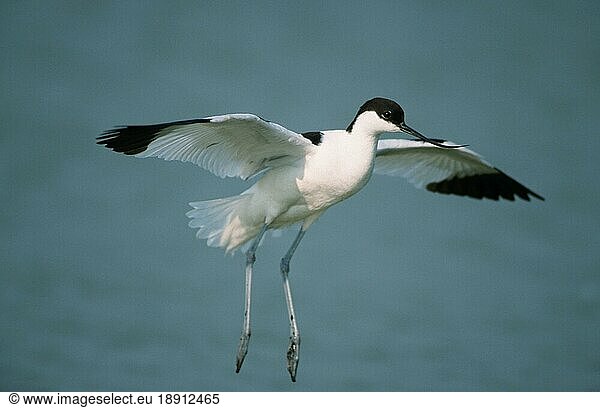 Avocet  freistellbar  Flügel  wings  Texel  Nietherlands  Säbelschnäbler (Recurvirostra avosetta)  Niederlande  Europa