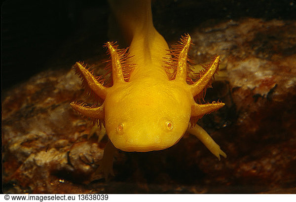 Axolotl (Ambystoma mexicanum) Axolotl (Ambystoma mexicanum), Mexico ...