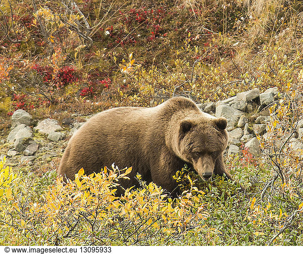 Bär auf dem Feld im Denali-Nationalpark und -Schutzgebiet im Herbst