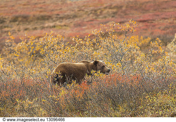 Bär inmitten von Pflanzen im Denali-Nationalpark und -Schutzgebiet im Herbst
