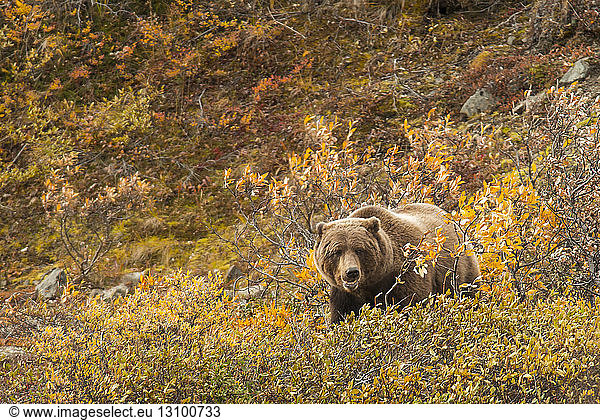 Bär wandert auf dem Feld im Denali-Nationalpark und -Schutzgebiet