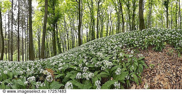 Bärlauch (Allium ursinum)  Buchenwald im Frühling  TerraVita Geopark  Asberg bei Dissen  Teutoburgerwald  Niedersachsen  Deutschland  Europa
