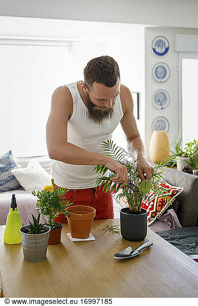 Bärtiger Mann schneidet Topfpflanze zu Hause