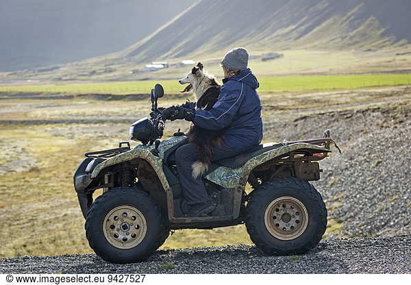 Bäuerin auf einem Quad  Hütehund  Schafabtrieb  bei Höfn  Island