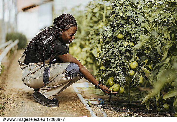Bäuerin prüft Tomaten  während sie in der Nähe der Pflanzen auf einem Bio-Bauernhof hockt
