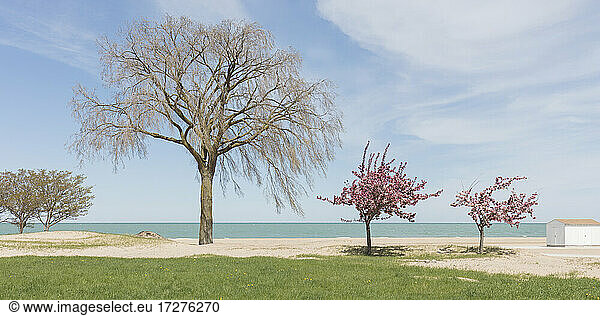 Bäume am Strand an einem sonnigen Tag Chicago  USA