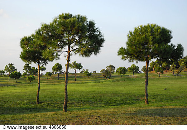Bäume auf einem Golfplatz  Club de Golf El Rompido  El Rompido  Cartaya  Costa de la Luz  Huelva Region  Andalusien  Spanien  Europa