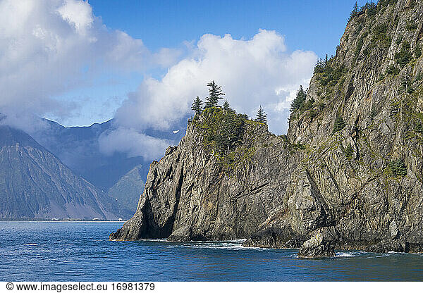 Bäume auf Felsen in Resurrection Bay  Kenai Peninsula Borough  Süd-Zentral-Alaska  Alaska  USA