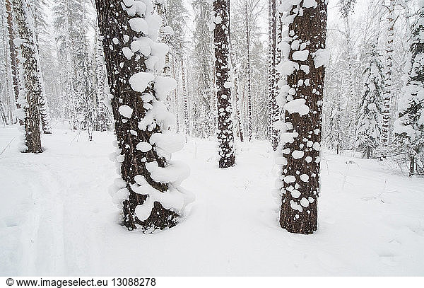 Bäume auf schneebedecktem Feld
