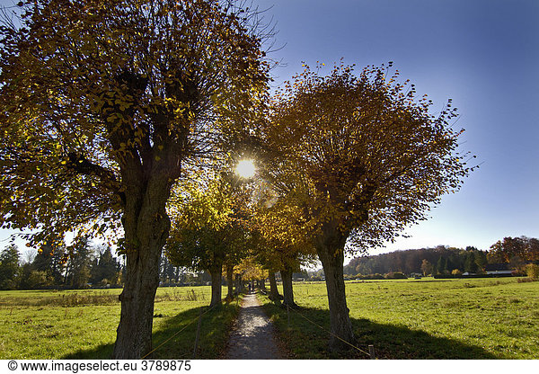 Bäume Baeume im Herbst Herbstlaub bei Tutzing am Starnberger See Bayern Deutschland