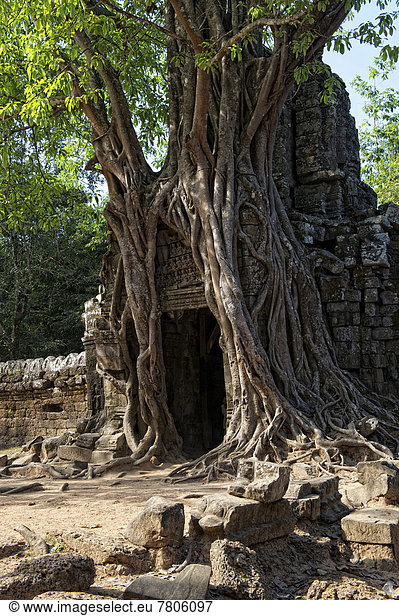Bäume überwuchern ein Tor am Tempel Ta Som