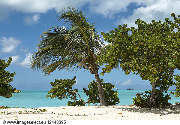 Bäume  die im weißen Sand am Ufer einer tropischen Insel wachsen  Jolly Harbour  Antigua und Barbuda