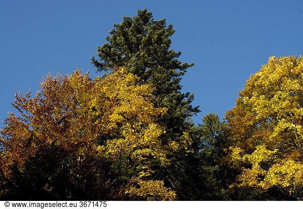 Bäume Fichte Picea abies Bergahorn Acer pseudoplatanus in gelbem Herbstlaub Bayerische Alpen Oberbayern
